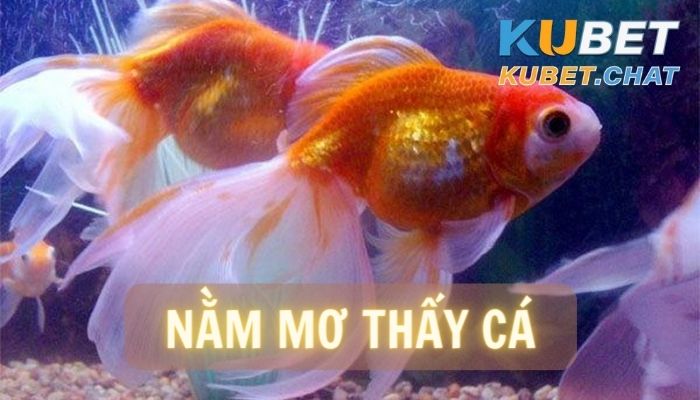 Nằm mơ thấy cá và 6 thông điệp cực kỳ quan trọng bạn nên biết