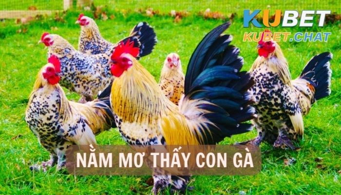 Nằm mơ thấy con gà điểm báo gì? Nên đánh con số nào?